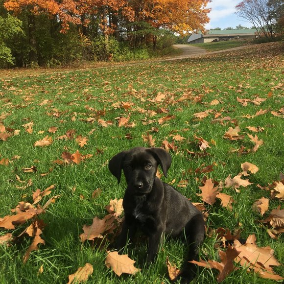 Meet your Posher, Django - Picture 1 of 1